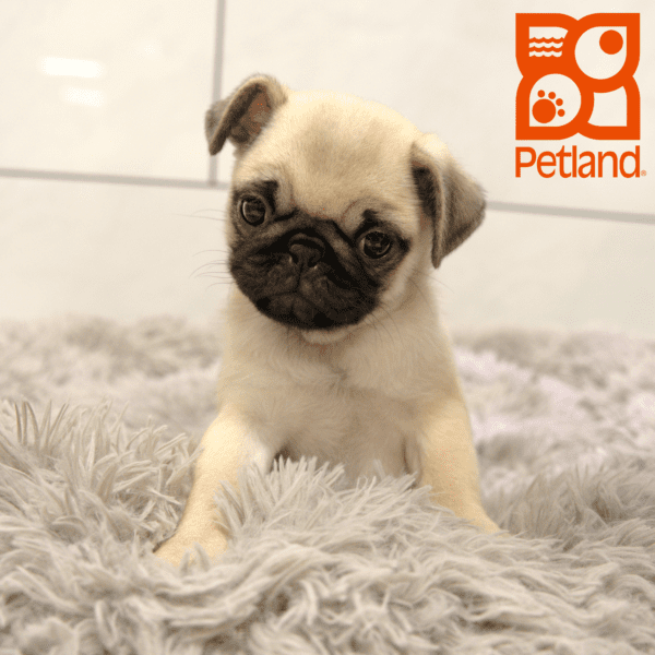 Pug-Dog-Female---Petland Overland Park, Kansas