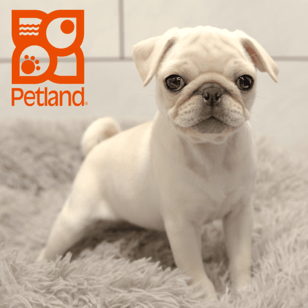 Pug-Dog-Female---Petland Overland Park, Kansas