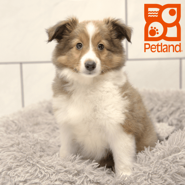 Shetland Sheepdog-Dog-Female---Petland Overland Park, Kansas
