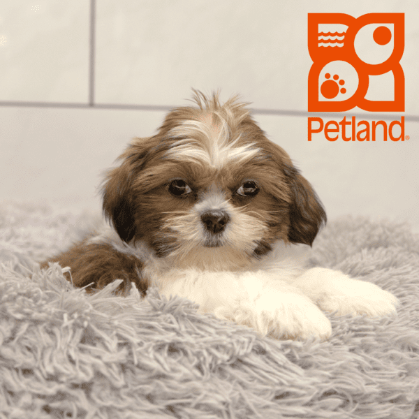 Shih Tzu-Dog-Female---Petland Overland Park, Kansas