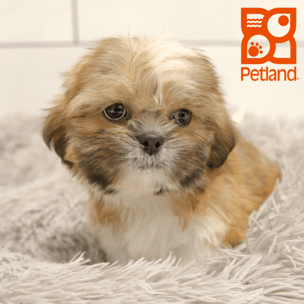 Shih Tzu-Dog-Female---Petland Overland Park, Kansas