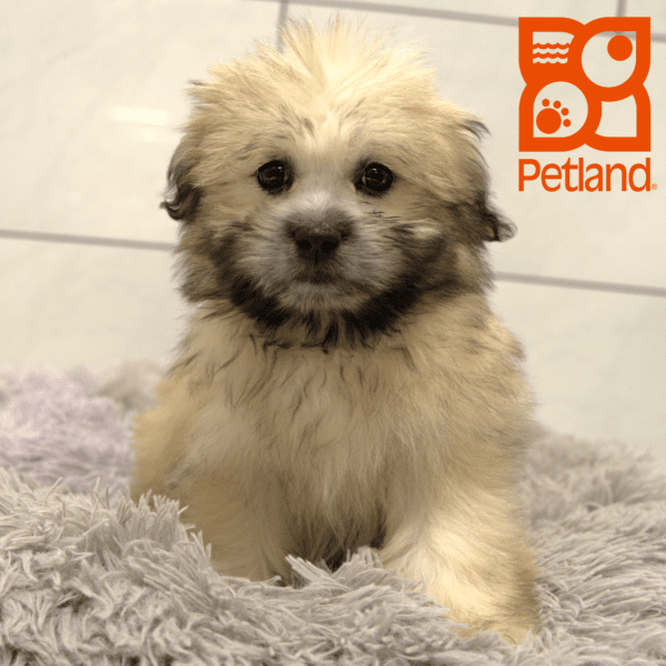 Shiranian-Dog-Male---Petland Overland Park, Kansas