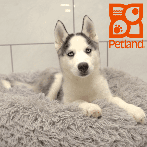Siberian Husky-Dog-Female---Petland Overland Park, Kansas