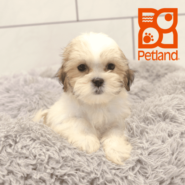 Teddy Bear-Dog-Female---Petland Overland Park, Kansas
