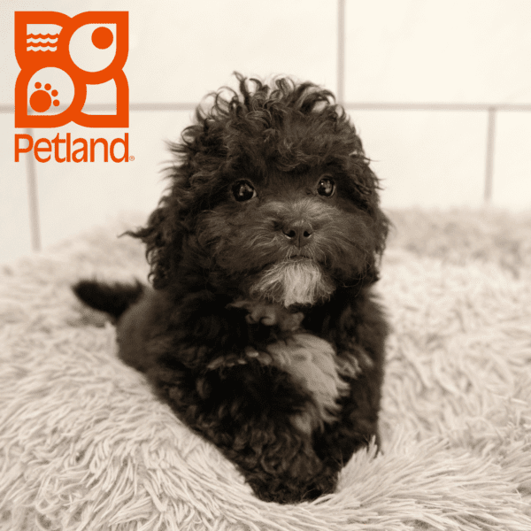 Teddy Bear-Dog-Female---Petland Overland Park, Kansas