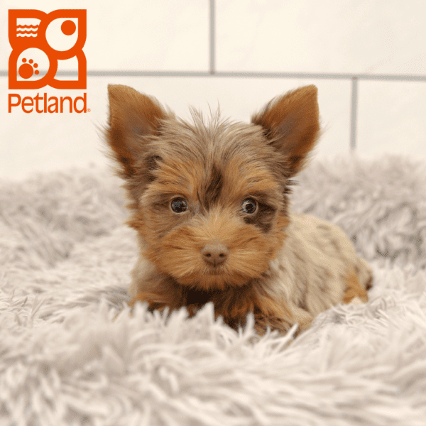 Yorkshire Terrier-Dog-Female---Petland Overland Park, Kansas
