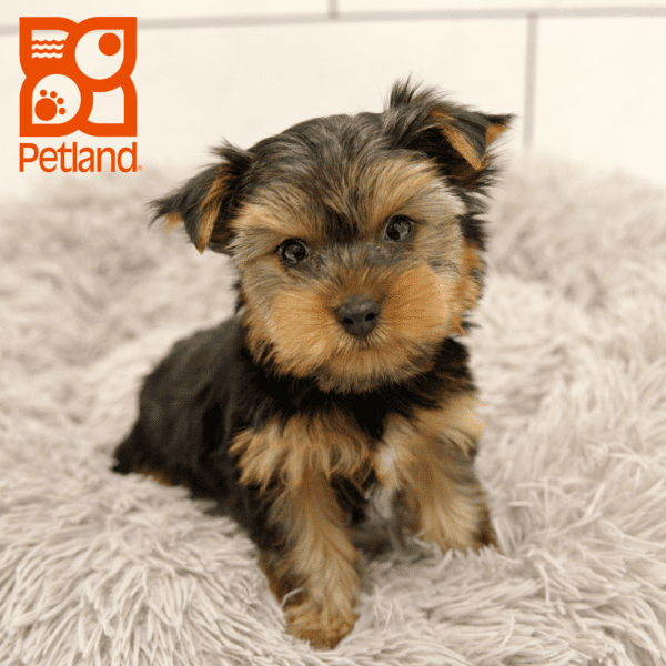 Yorkshire Terrier-Dog-Male---Petland Overland Park, Kansas