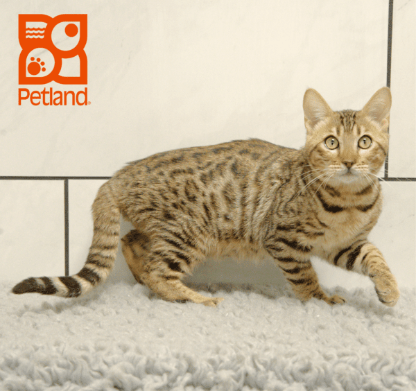 Bengal-Cat-Male---Petland Overland Park, Kansas