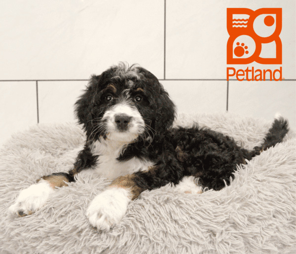 Bernedoodle-Dog-Female---Petland Overland Park, Kansas