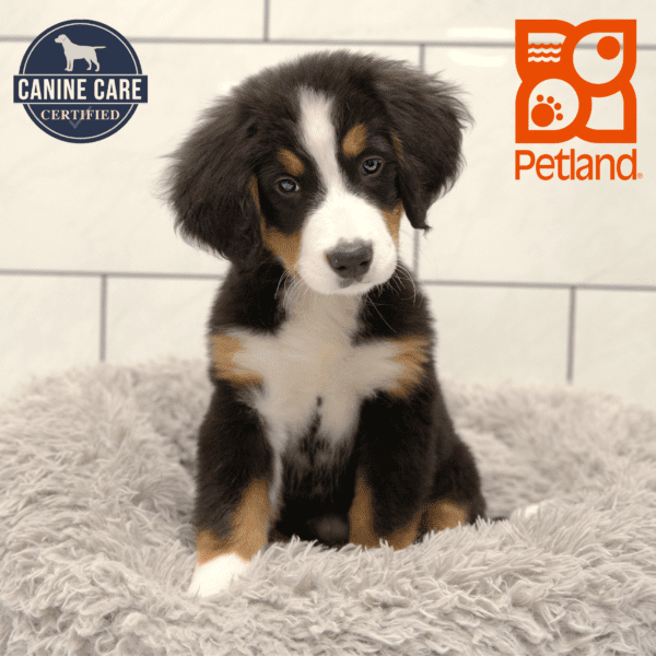 Bernese Mountain Dog-Dog-Female---Petland Overland Park, Kansas