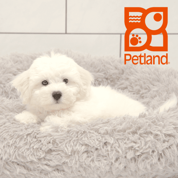Bichon Frise-Dog-Male---Petland Overland Park, Kansas