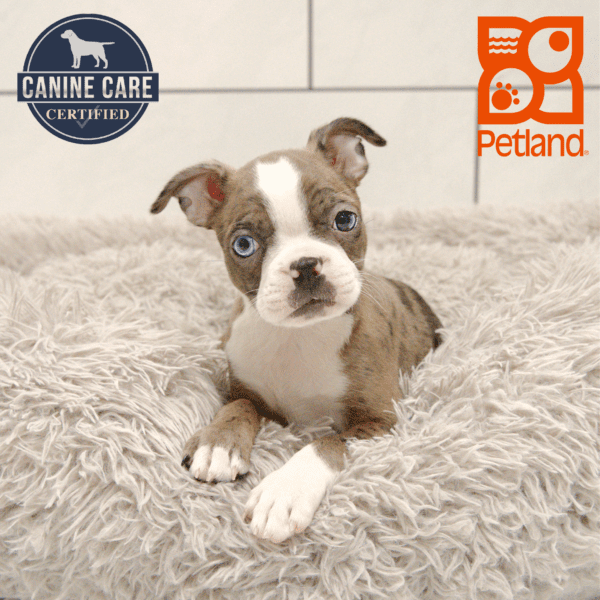 Boston Terrier-Dog-Female---Petland Overland Park, Kansas