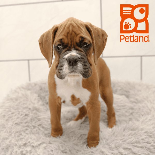 Boxer-Dog-Male---Petland Overland Park, Kansas