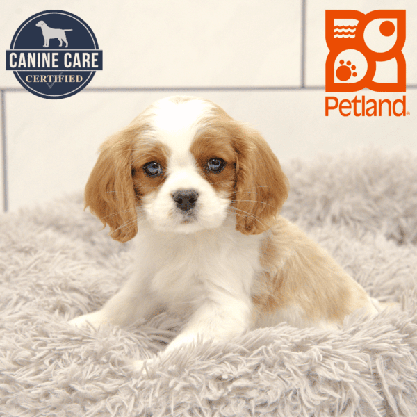 Cavalier King Charles Spaniel-Dog-Male---Petland Overland Park, Kansas