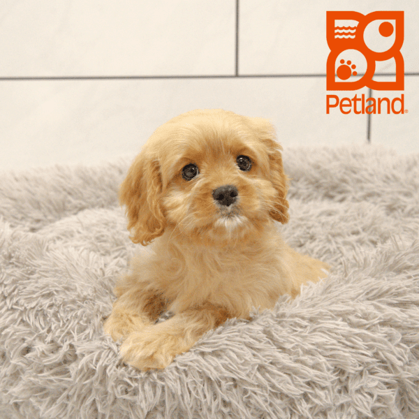 Cavapoo-Dog-Female---Petland Overland Park, Kansas
