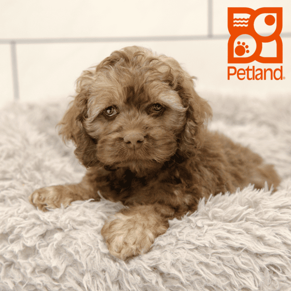 Cock A Poo-Dog-Male---Petland Overland Park, Kansas