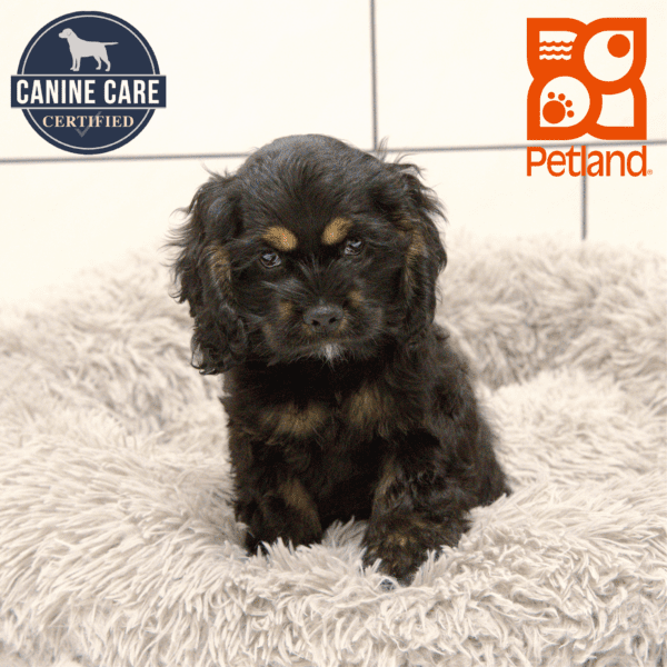 Cocker Spaniel-Dog-Male---Petland Overland Park, Kansas