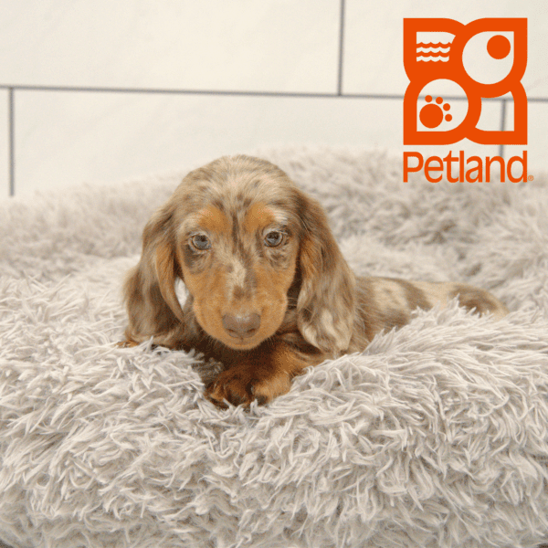 Dachshund-Dog-Female---Petland Overland Park, Kansas
