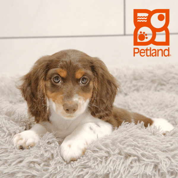 Dachshund-Dog-Male---Petland Overland Park, Kansas
