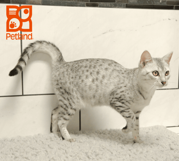 Egyptian Mau-Cat-Female---Petland Overland Park, Kansas