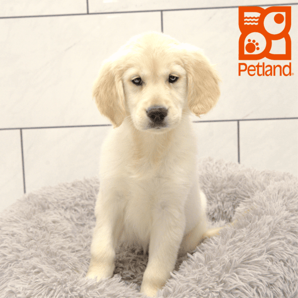 Golden Retriever-Dog-Female---Petland Overland Park, Kansas