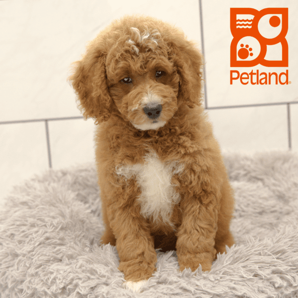 Goldendoodle Mini 2nd Gen-Dog-Male---Petland Overland Park, Kansas