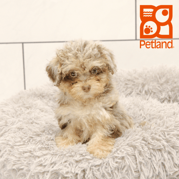 Havapoo-Dog-Female---Petland Overland Park, Kansas