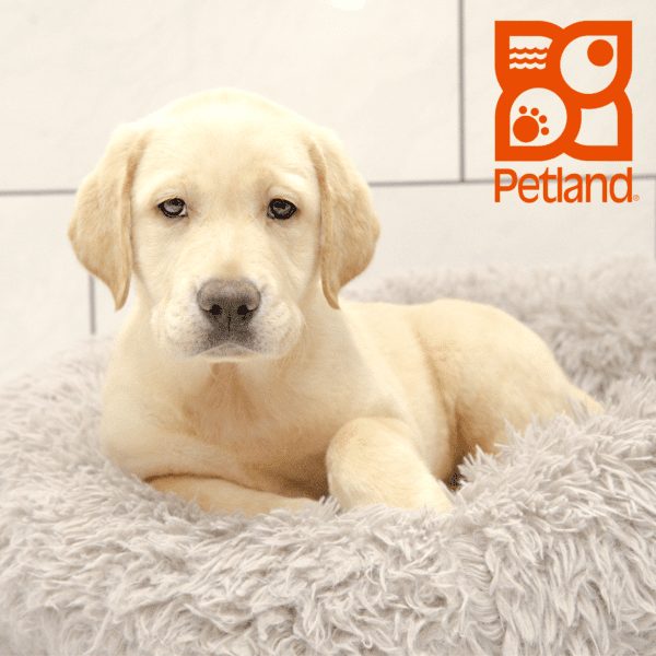 Labrador Retriever-Dog-Female---Petland Overland Park, Kansas
