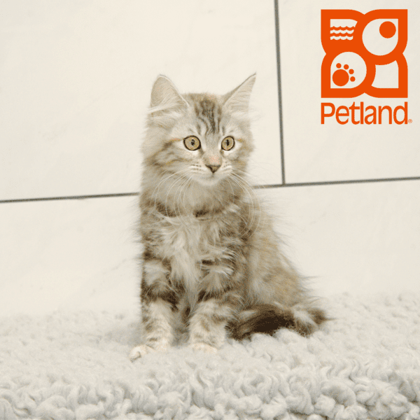 Maine Coon-Cat-Female---Petland Overland Park, Kansas