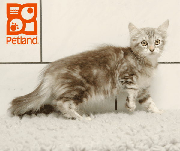 Maine Coon-Cat-Female---Petland Overland Park, Kansas