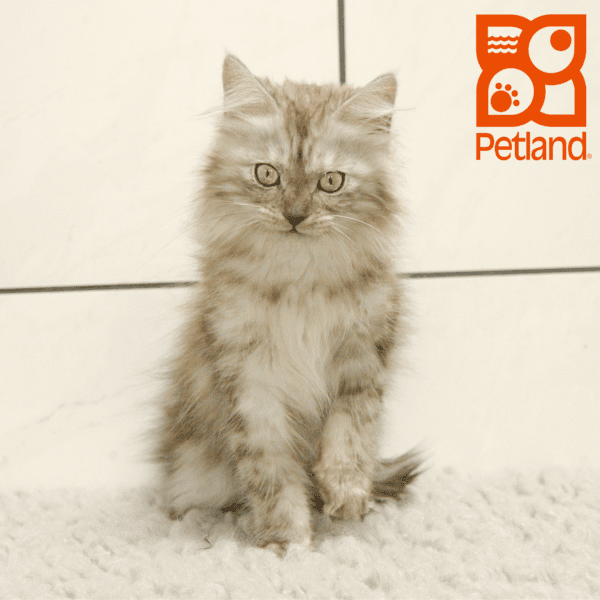 Maine Coon-Cat-Female---Petland Overland Park, Kansas