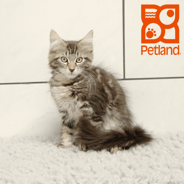 Maine Coon-Cat-Male---Petland Overland Park, Kansas