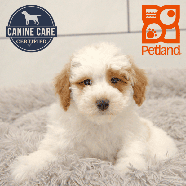 Poodle Mini-Dog-Male---Petland Overland Park, Kansas