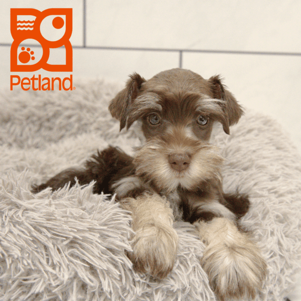 Miniature Schnauzer-Dog-Male---Petland Overland Park, Kansas