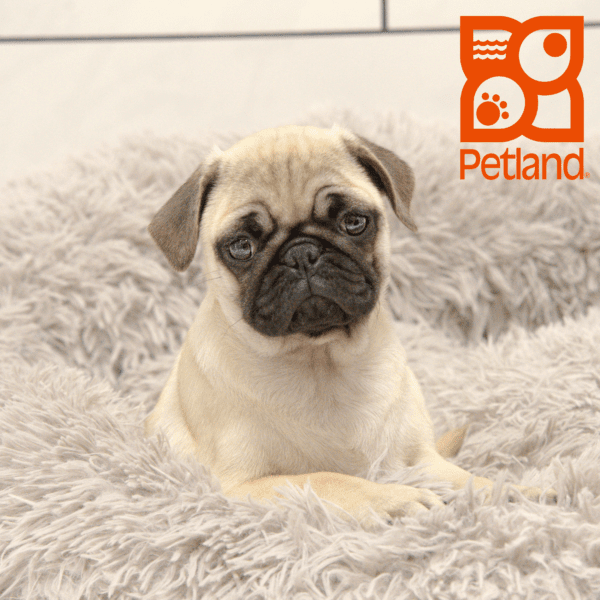 Pug-Dog-Female---Petland Overland Park, Kansas