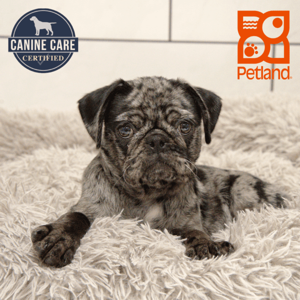 Pug-Dog-Male---Petland Overland Park, Kansas