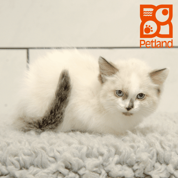 Ragamuffin-Cat-Female---Petland Overland Park, Kansas