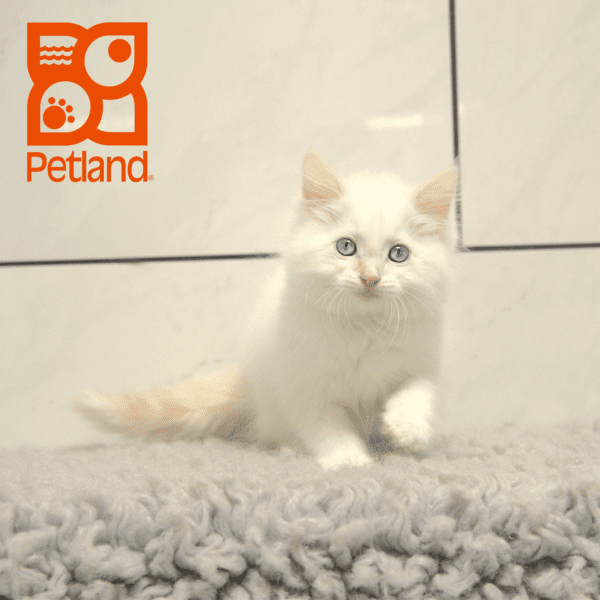 Ragamuffin-Cat-Female---Petland Overland Park, Kansas