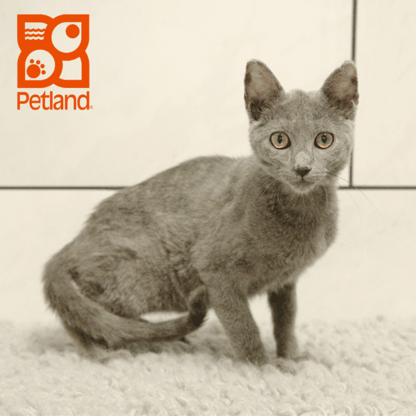 Russian Blue-Cat-Female---Petland Overland Park, Kansas