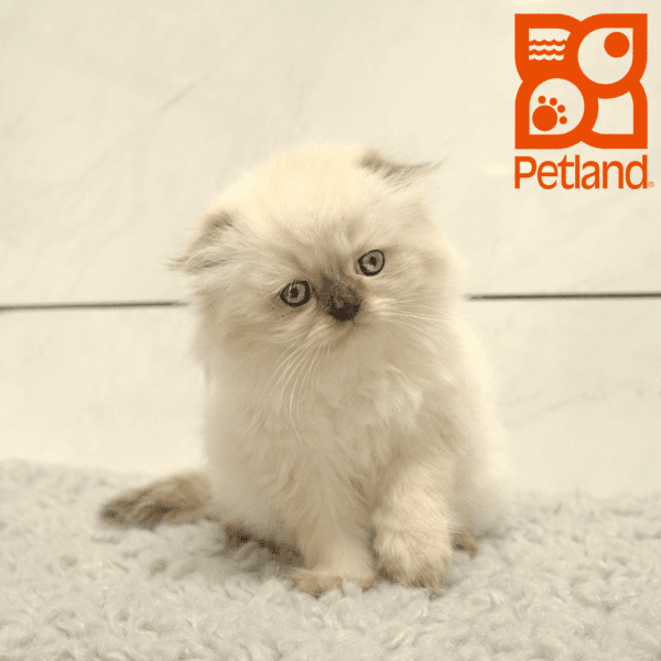 Scottish Fold-Cat-Female---Petland Overland Park, Kansas