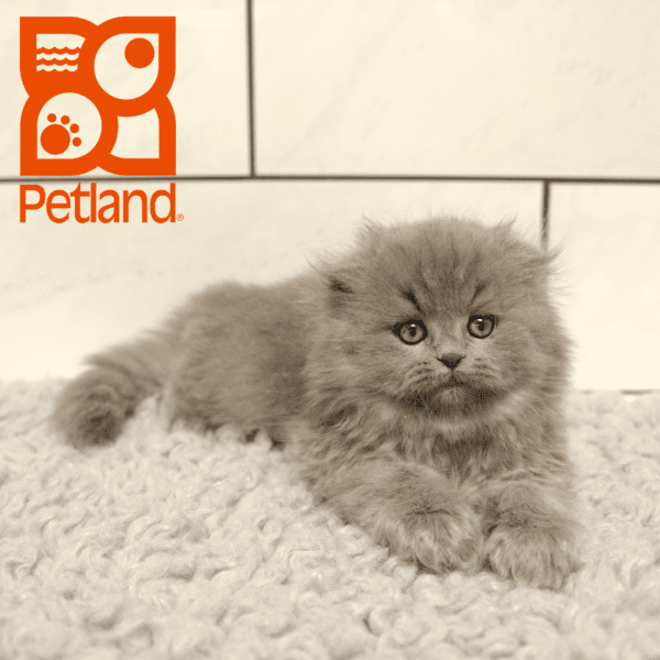 Scottish Fold-Cat-Male---Petland Overland Park, Kansas