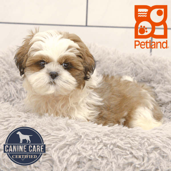Shih Tzu-Dog-Male---Petland Overland Park, Kansas