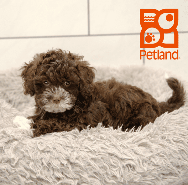 Shihpoo-Dog-Male---Petland Overland Park, Kansas