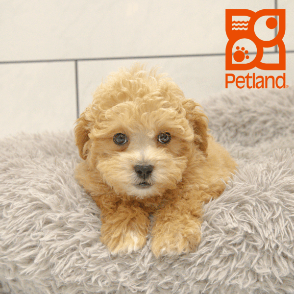 Shihpoo-Dog-Male---Petland Overland Park, Kansas