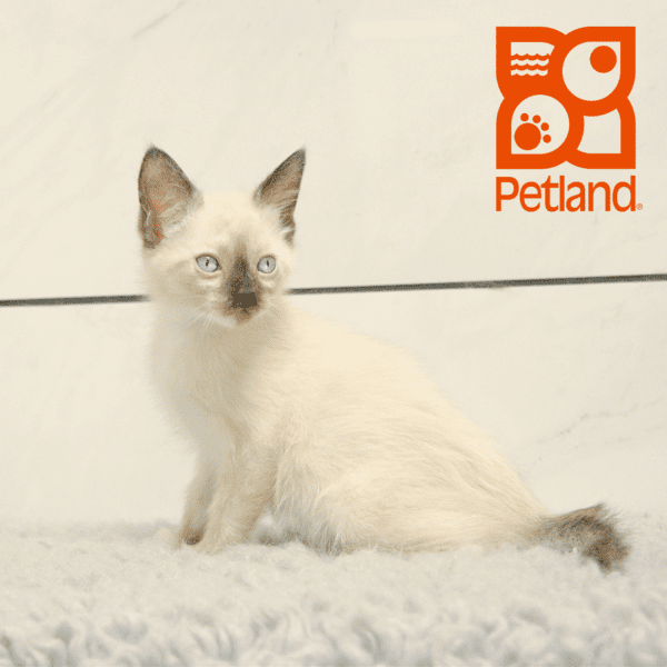 Siamese-Cat-Female---Petland Overland Park, Kansas