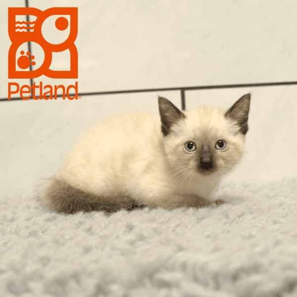 Siamese-Cat-Female---Petland Overland Park, Kansas