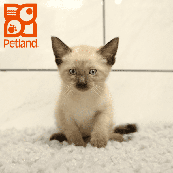 Siamese-Cat-Male---Petland Overland Park, Kansas
