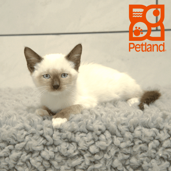Siamese-Cat-Male---Petland Overland Park, Kansas