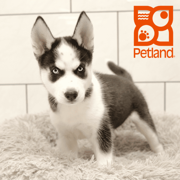 Siberian Husky-Dog-Female---Petland Overland Park, Kansas