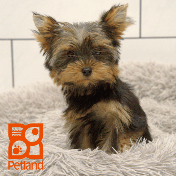 Yorkshire Terrier-Dog-Female---Petland Overland Park, Kansas